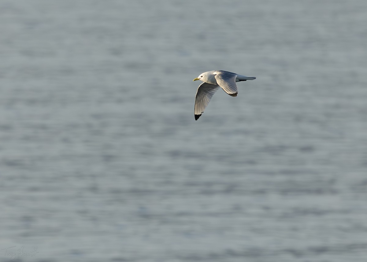 Black-legged Kittiwake - ML641044566