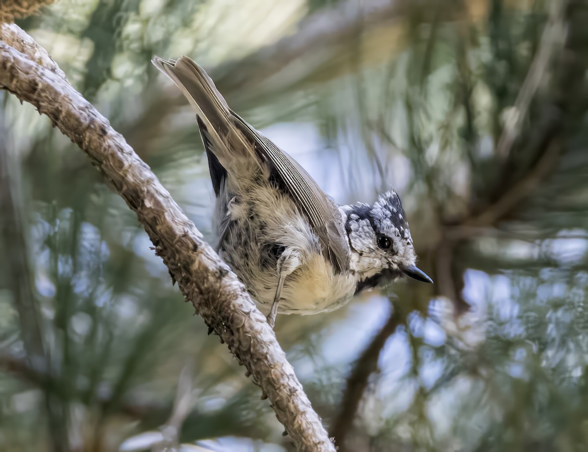 Mésange huppée - ML641044573