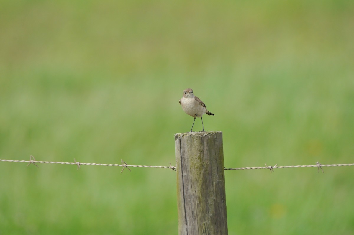 Sickle-winged Chat - ML641044581