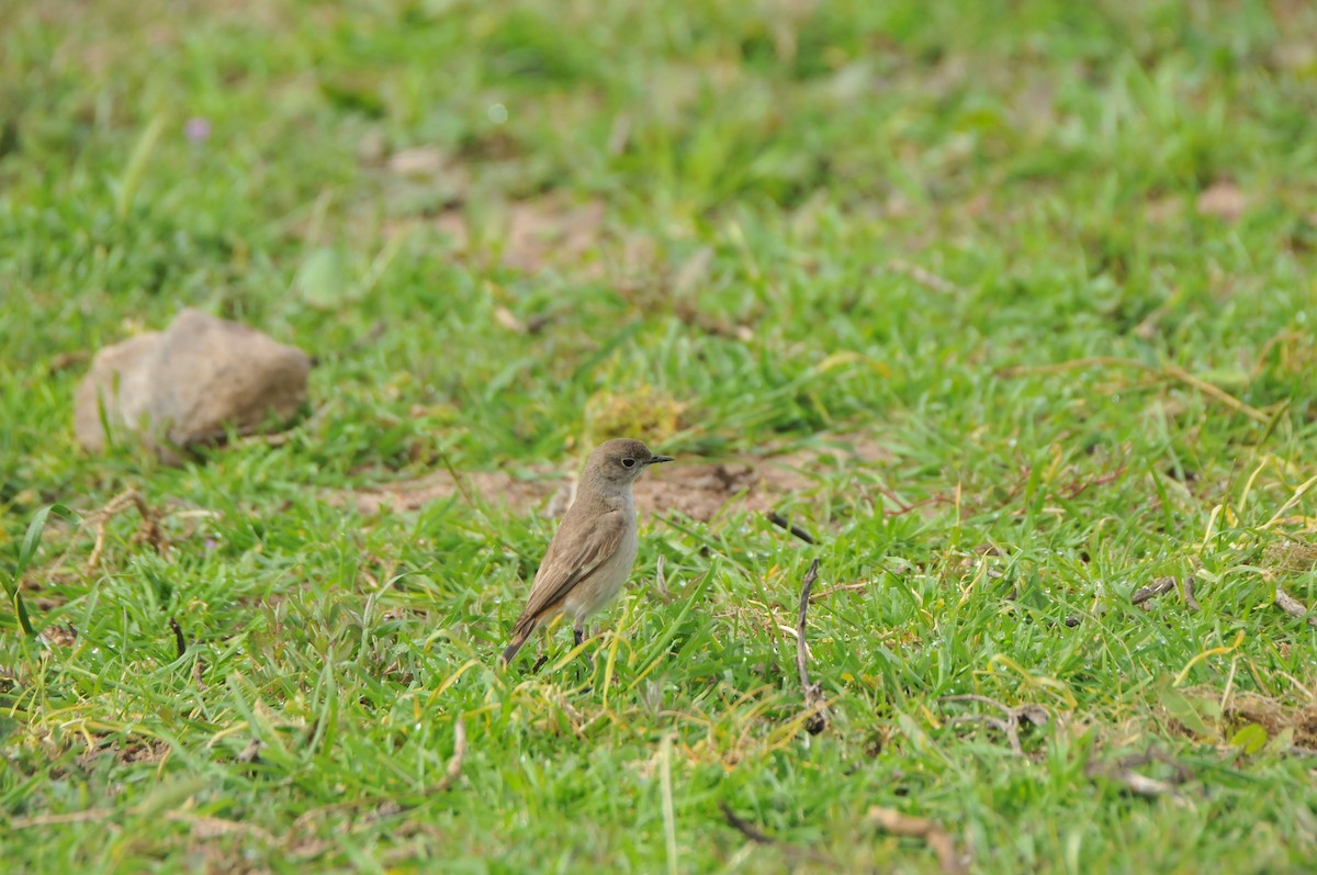 Sickle-winged Chat - ML641044582