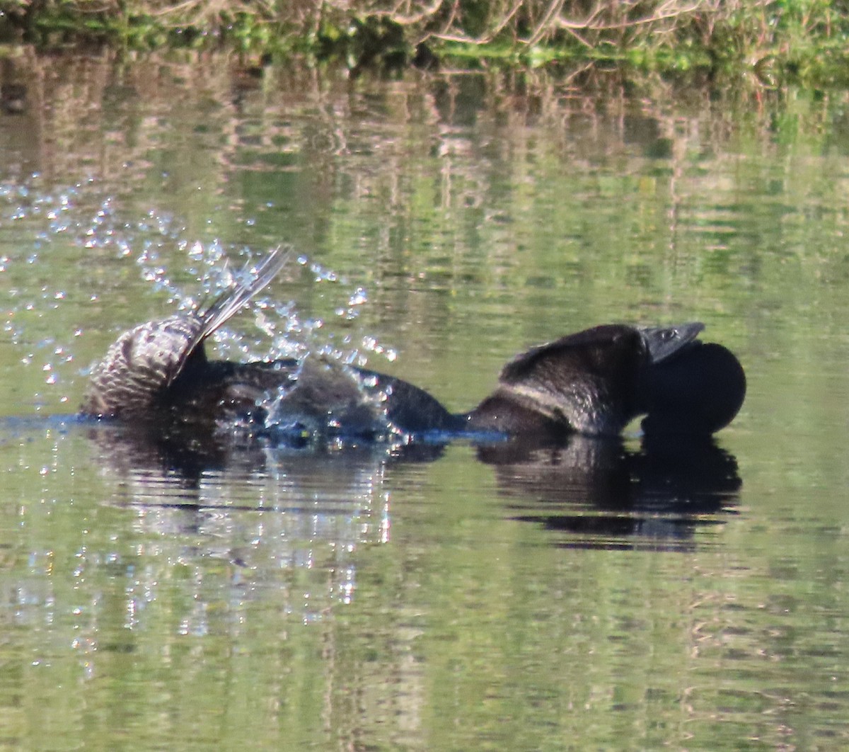 Musk Duck - ML641044589