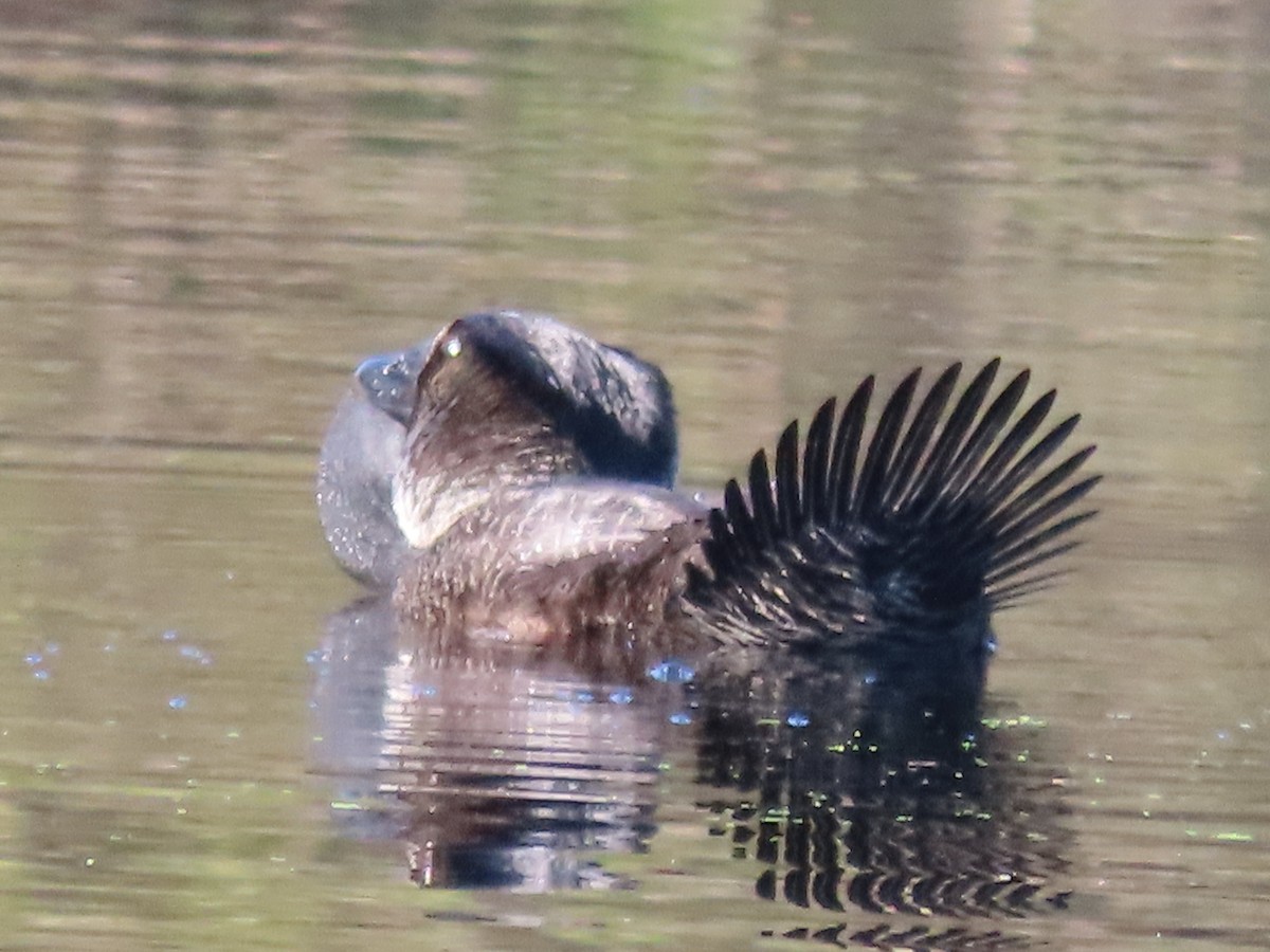 Musk Duck - ML641044590