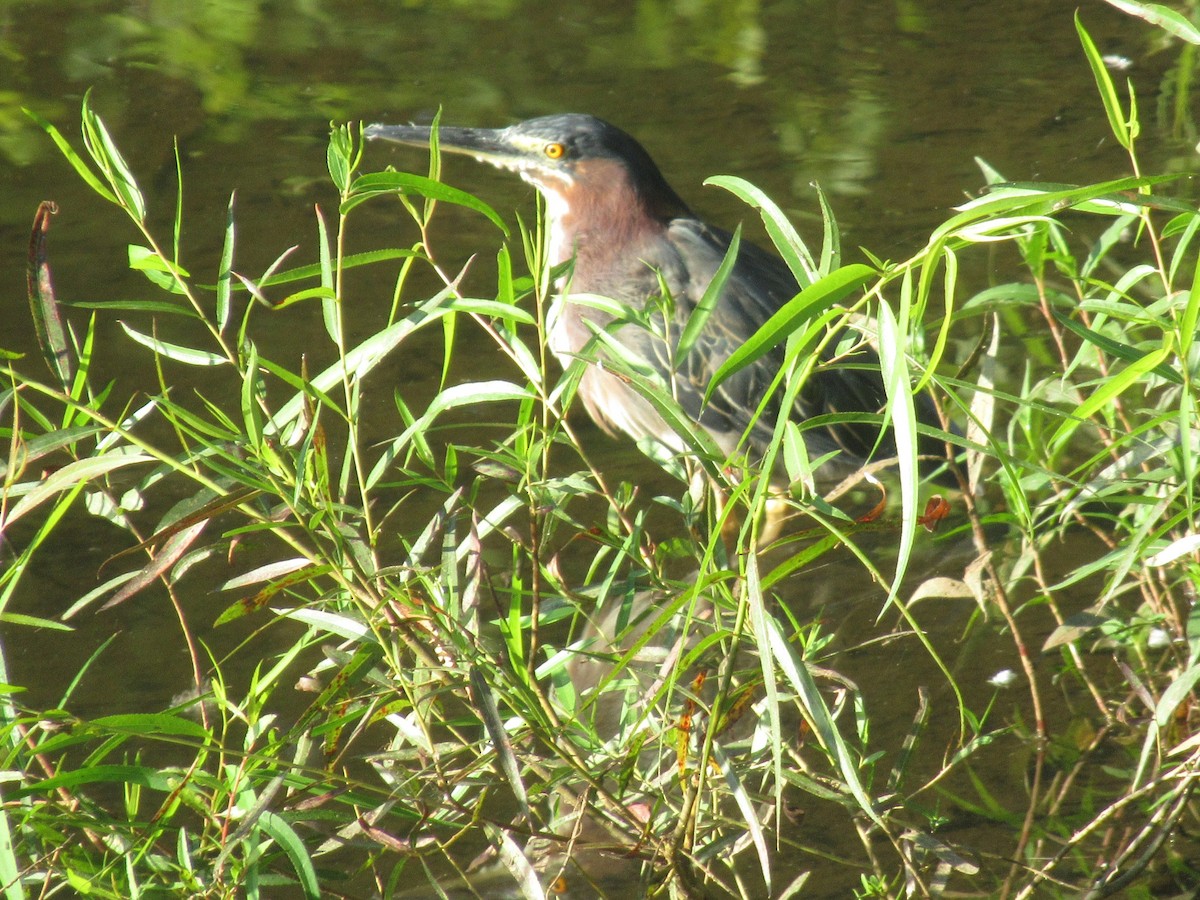 Koartzatxo berdea - ML641044618