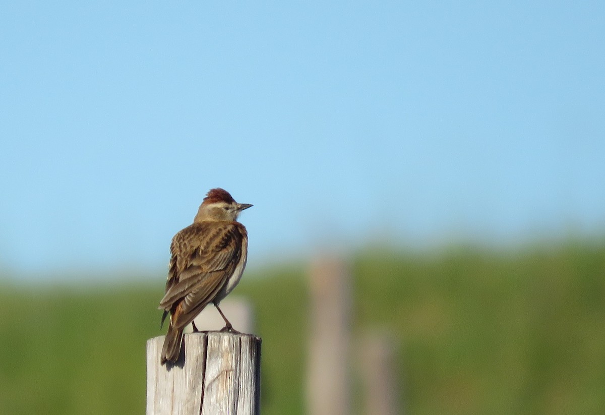 Red-capped Lark - ML641044626