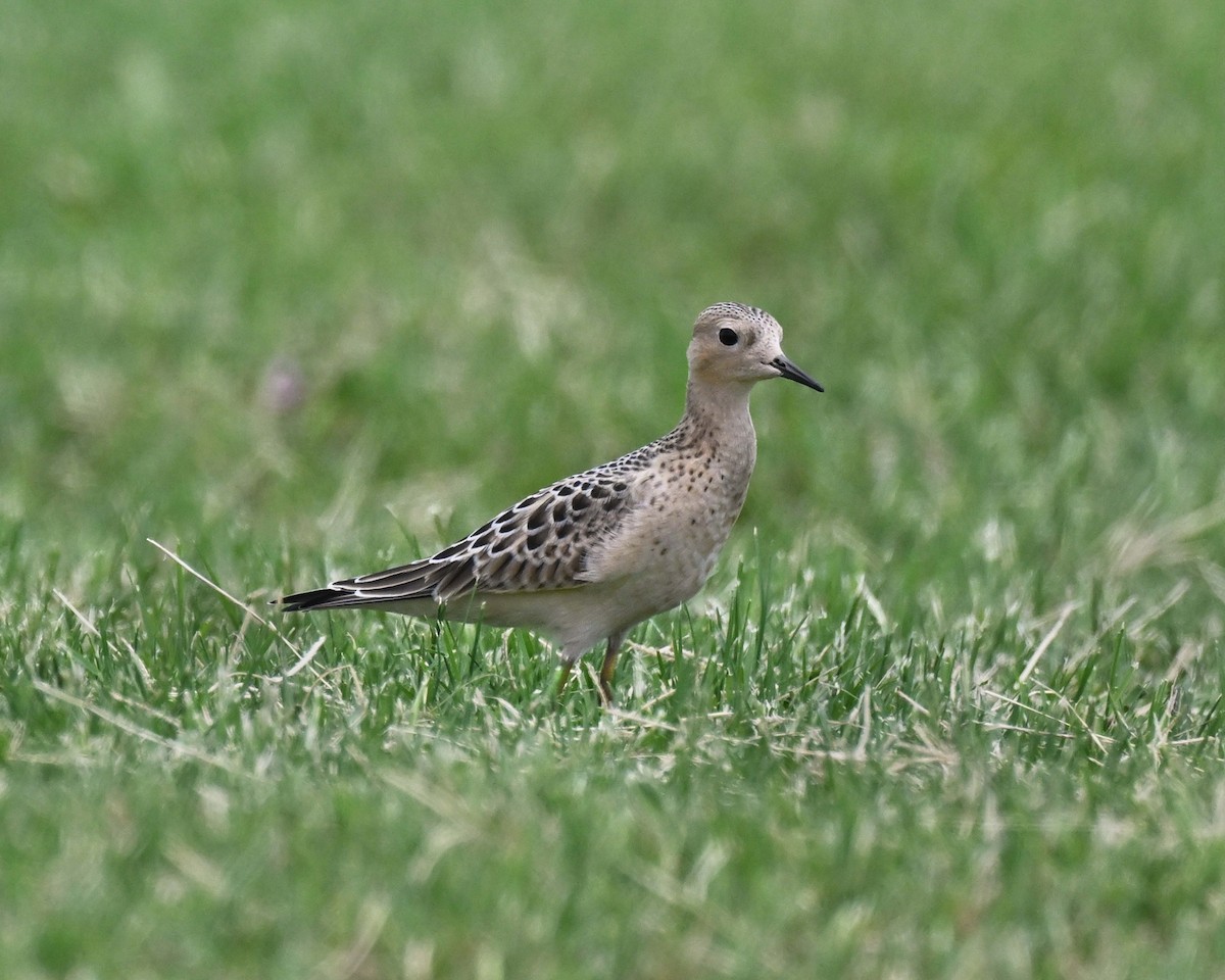 jespák plavý - ML641044649