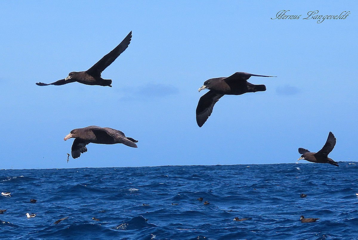 Northern Giant-Petrel - ML641044686
