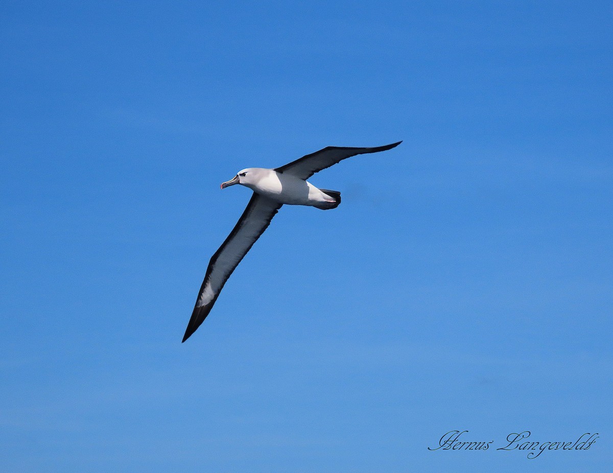 Atlantic Yellow-nosed Albatross - ML641044712