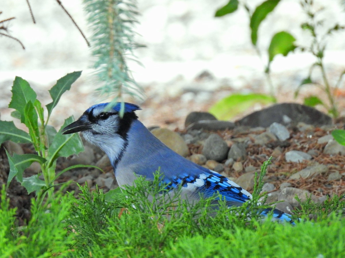 Blue Jay - ML641044735