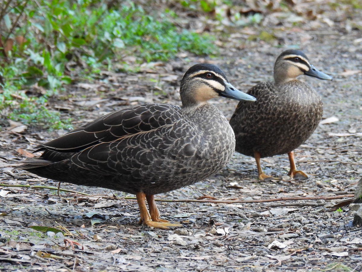 Pacific Black Duck - ML641044744