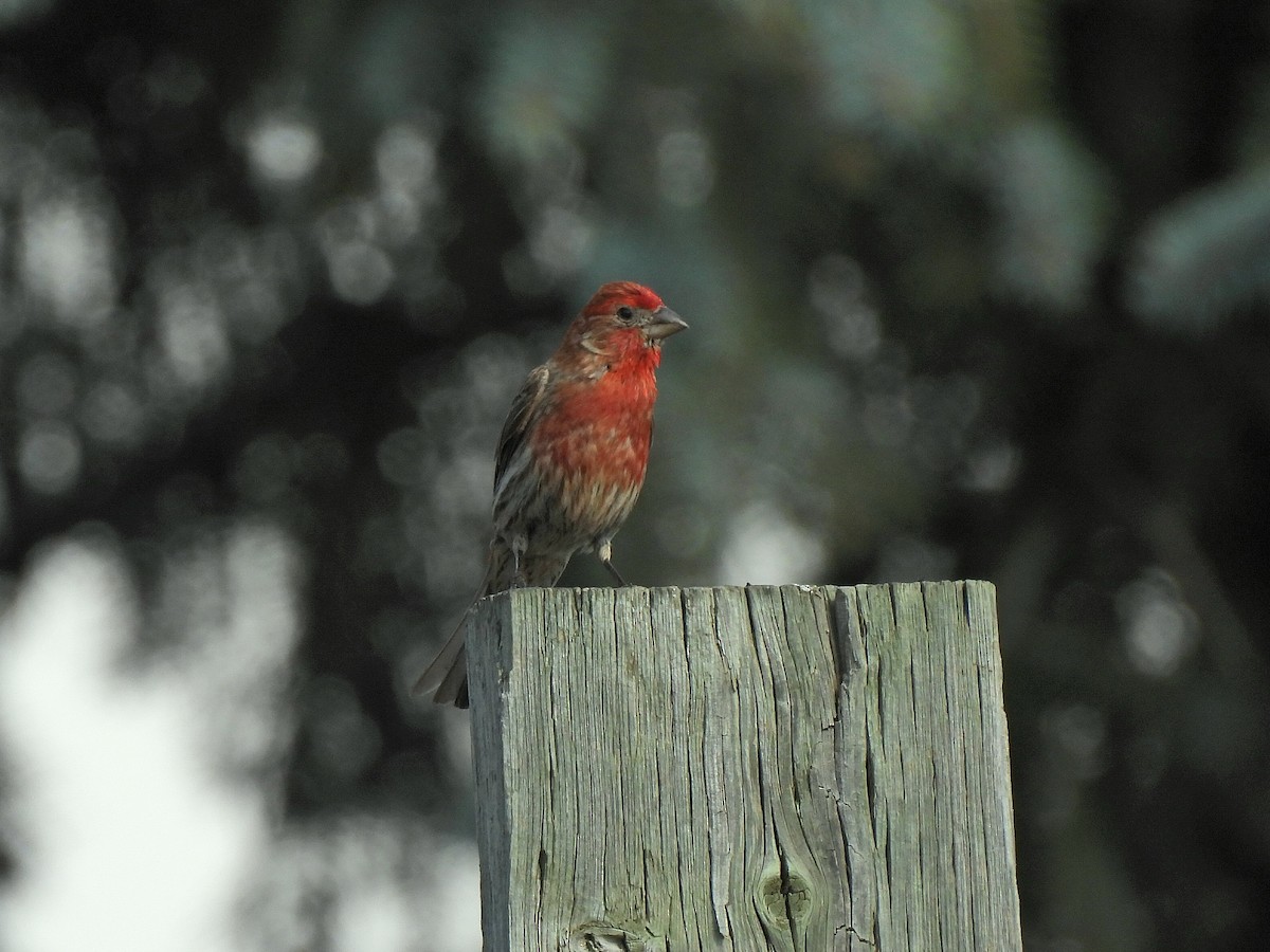 House Finch - ML641044745