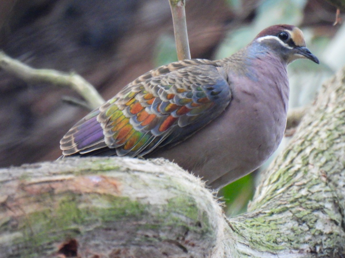 Common Bronzewing - ML641044746