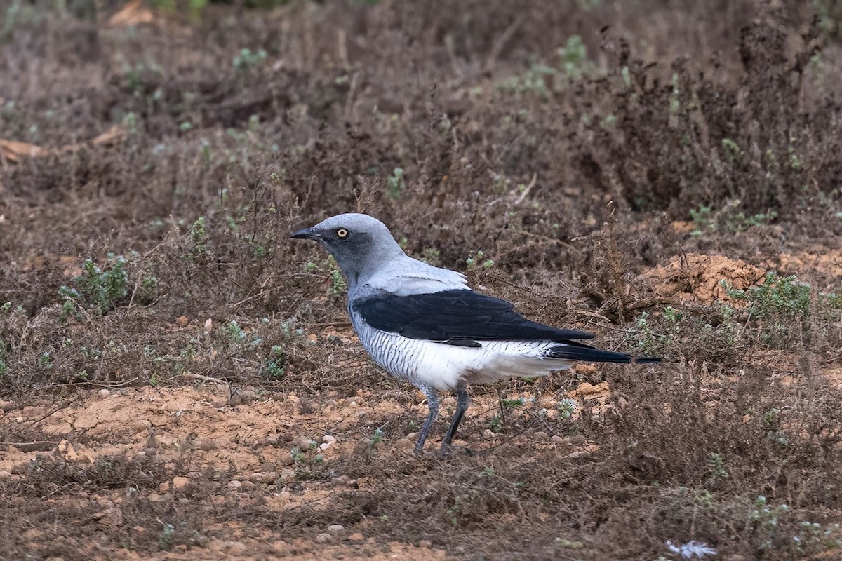 ジサンショウクイ - ML641044754