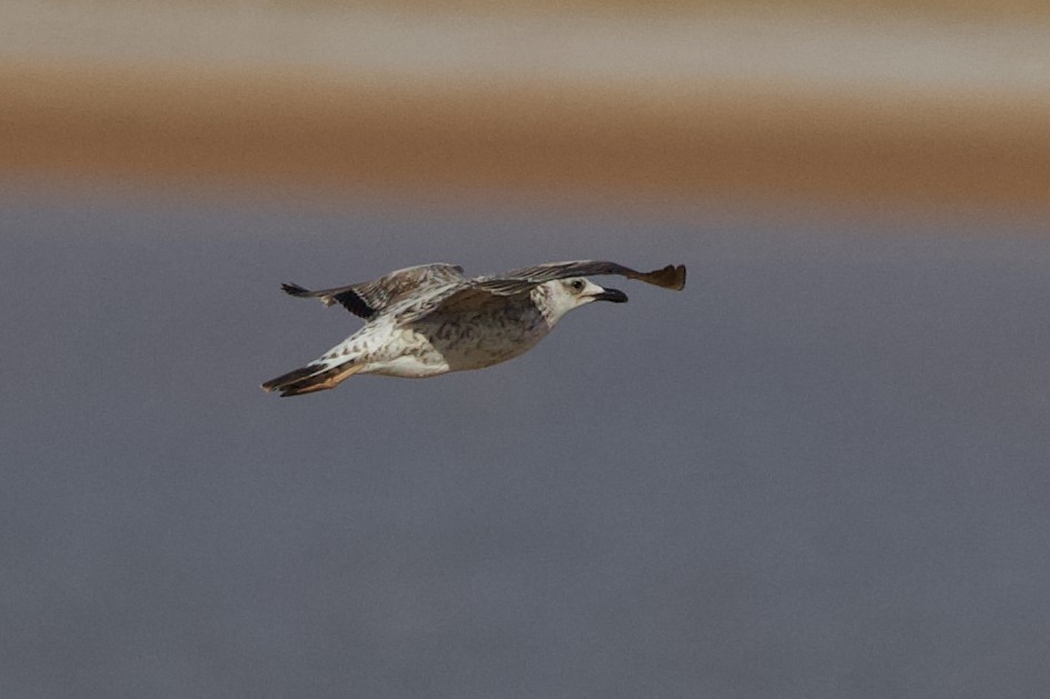 Caspian Gull - ML641044807