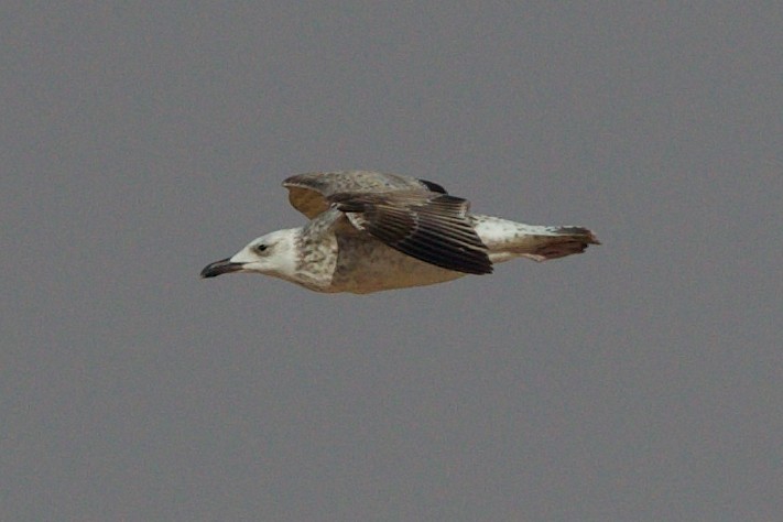 Caspian Gull - ML641044809