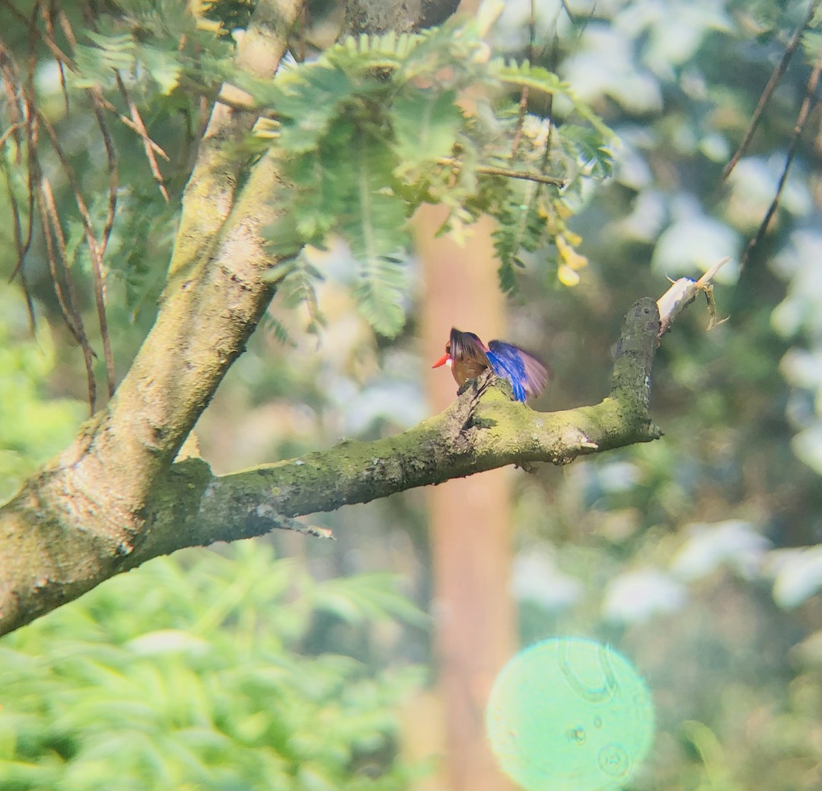 African Pygmy Kingfisher - ML641044811