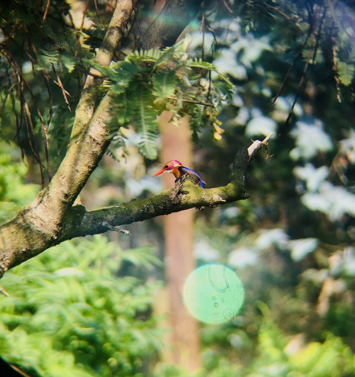 African Pygmy Kingfisher - ML641044812