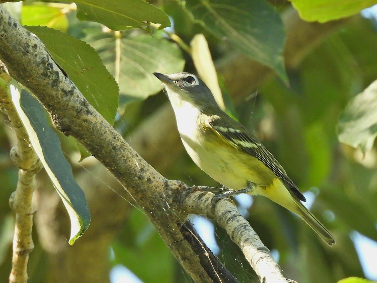eremittvireo - ML641044816