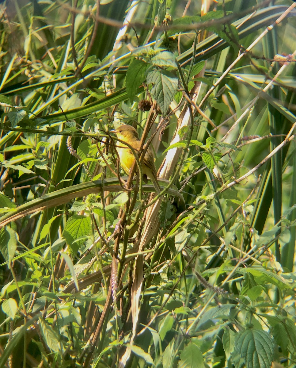 African Yellow-Warbler - ML641044818