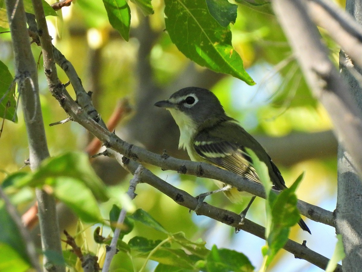 eremittvireo - ML641044819