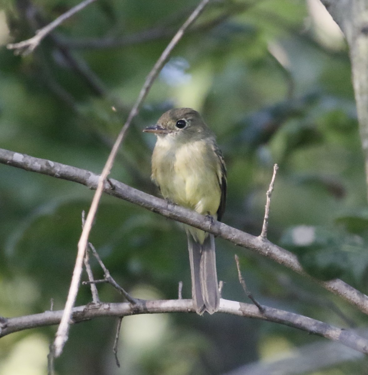 Acadian Flycatcher - ML641044833