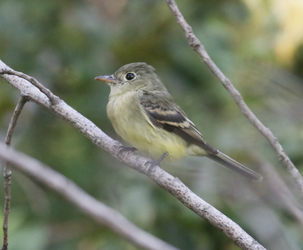 Acadian Flycatcher - ML641044841