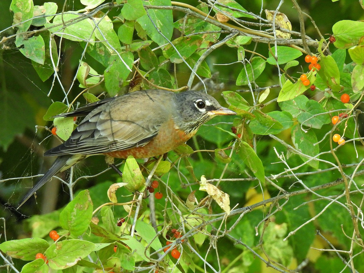 American Robin - ML641044845