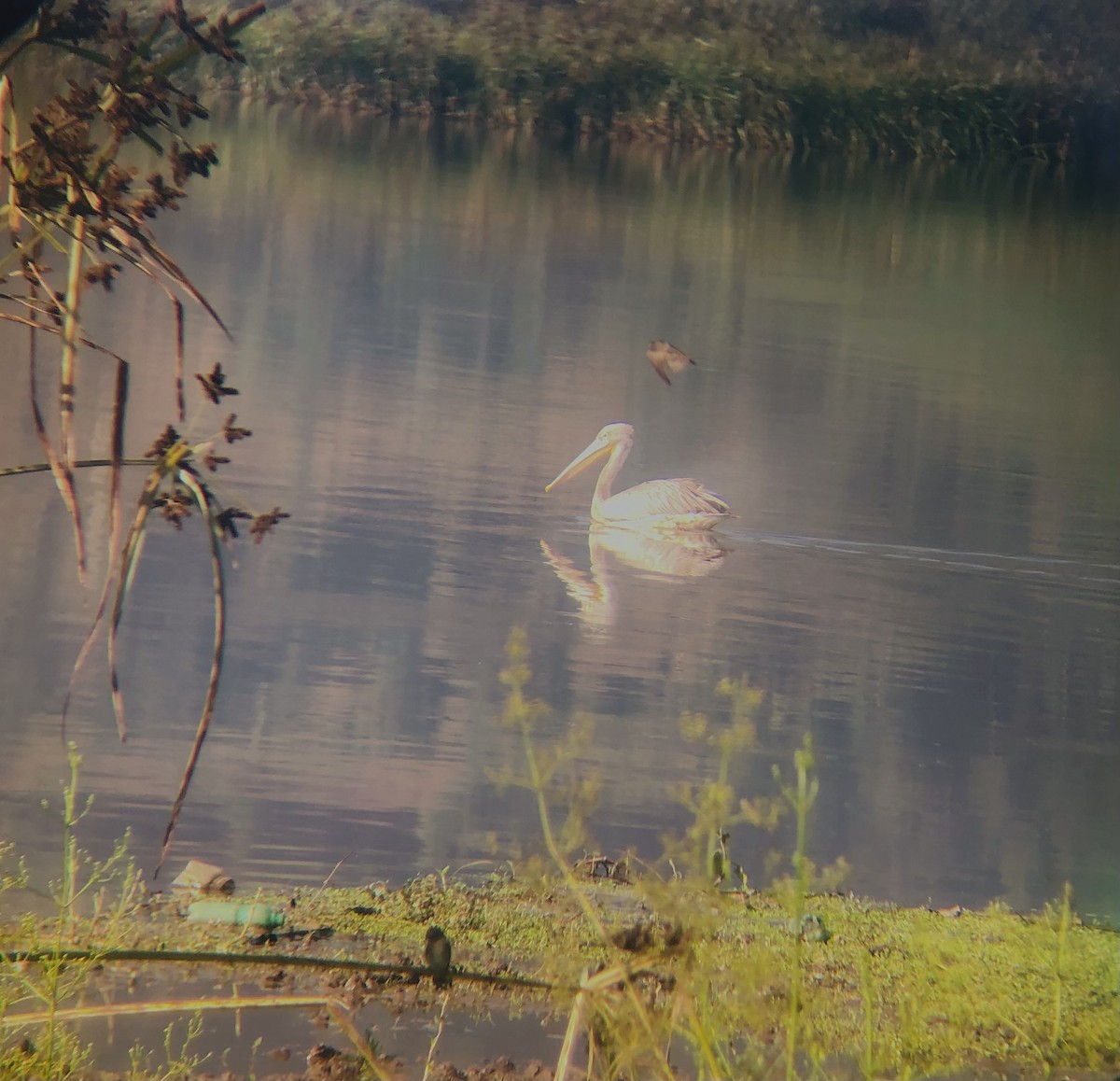 Pink-backed Pelican - ML641044882