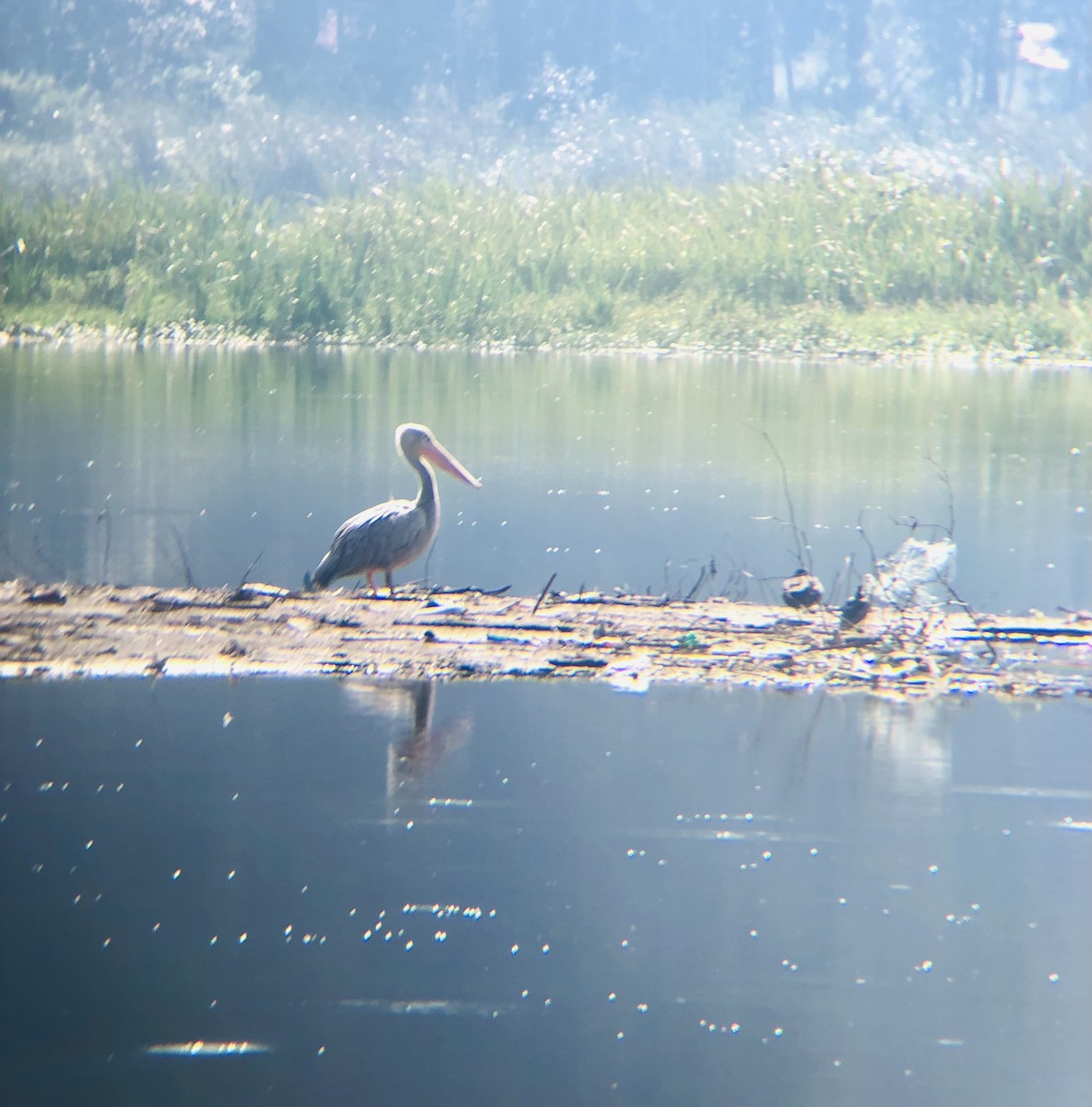 Pink-backed Pelican - ML641044883