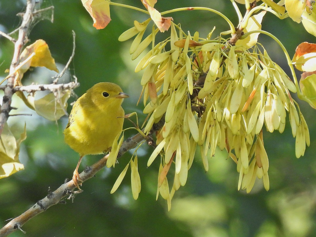 Yellow Warbler - ML641044893