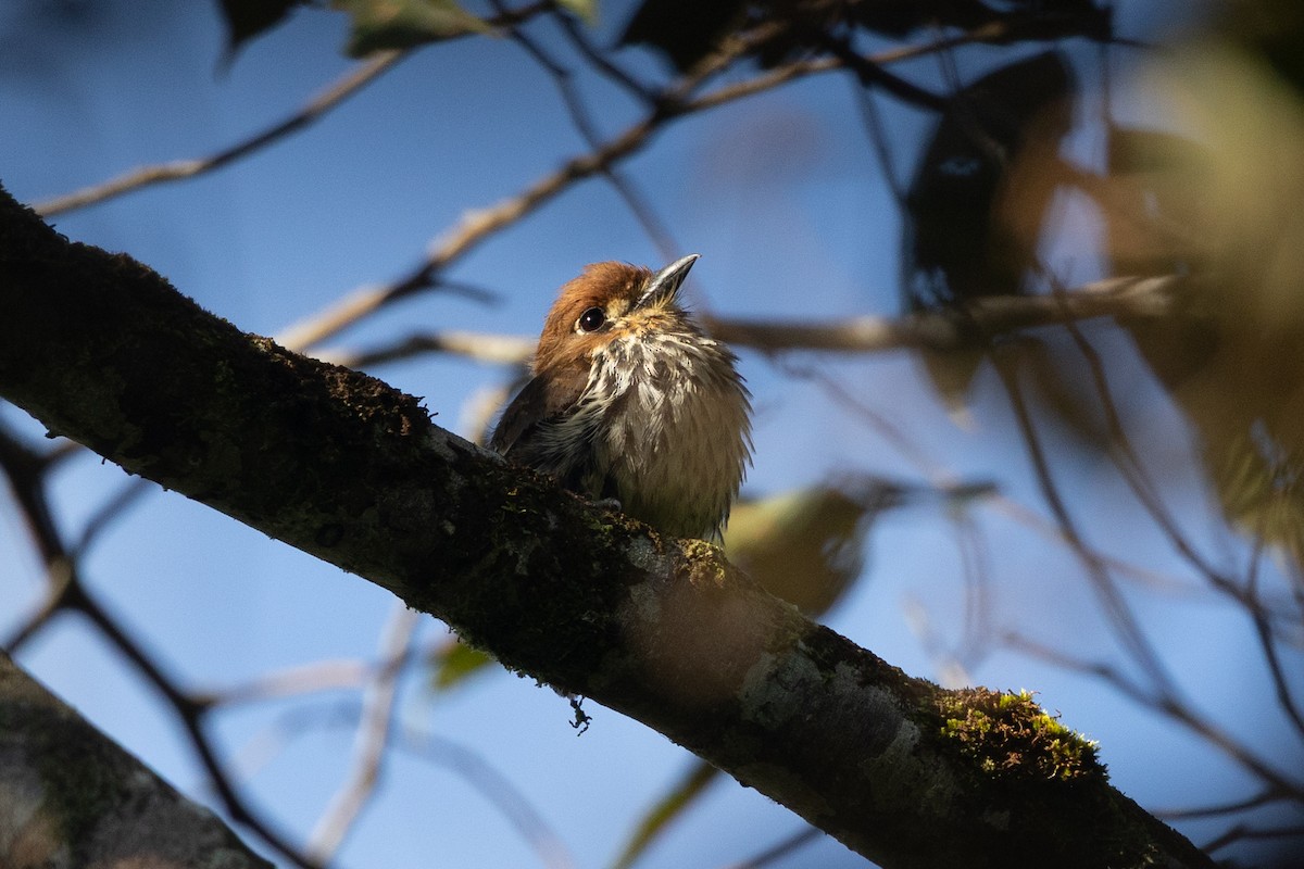 Lanceolated Monklet - ML641044899