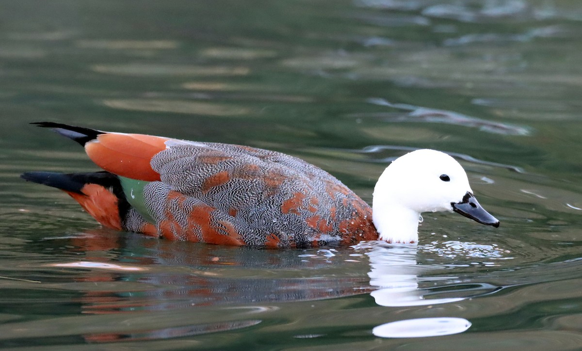 Paradise Shelduck - ML641044907