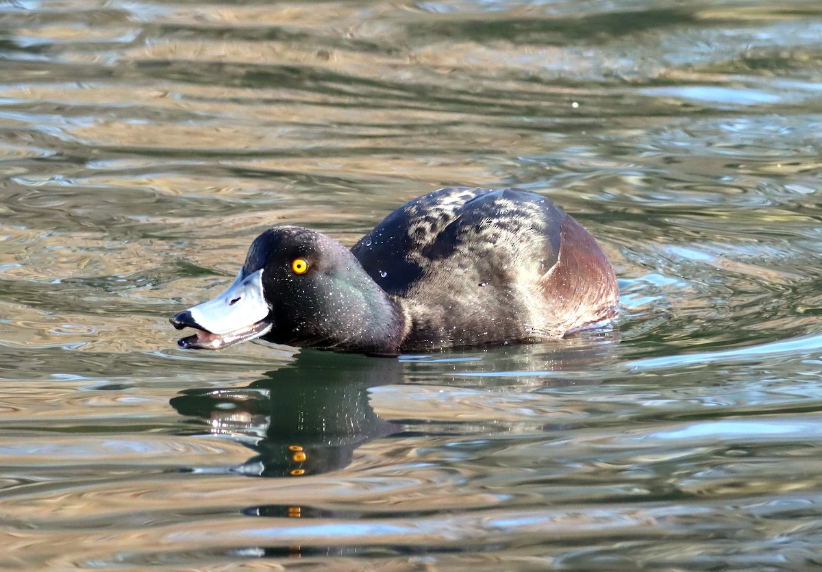 New Zealand Scaup - ML641044912