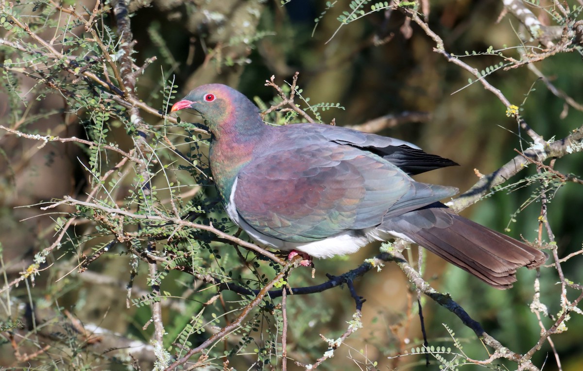 New Zealand Pigeon - ML641044914