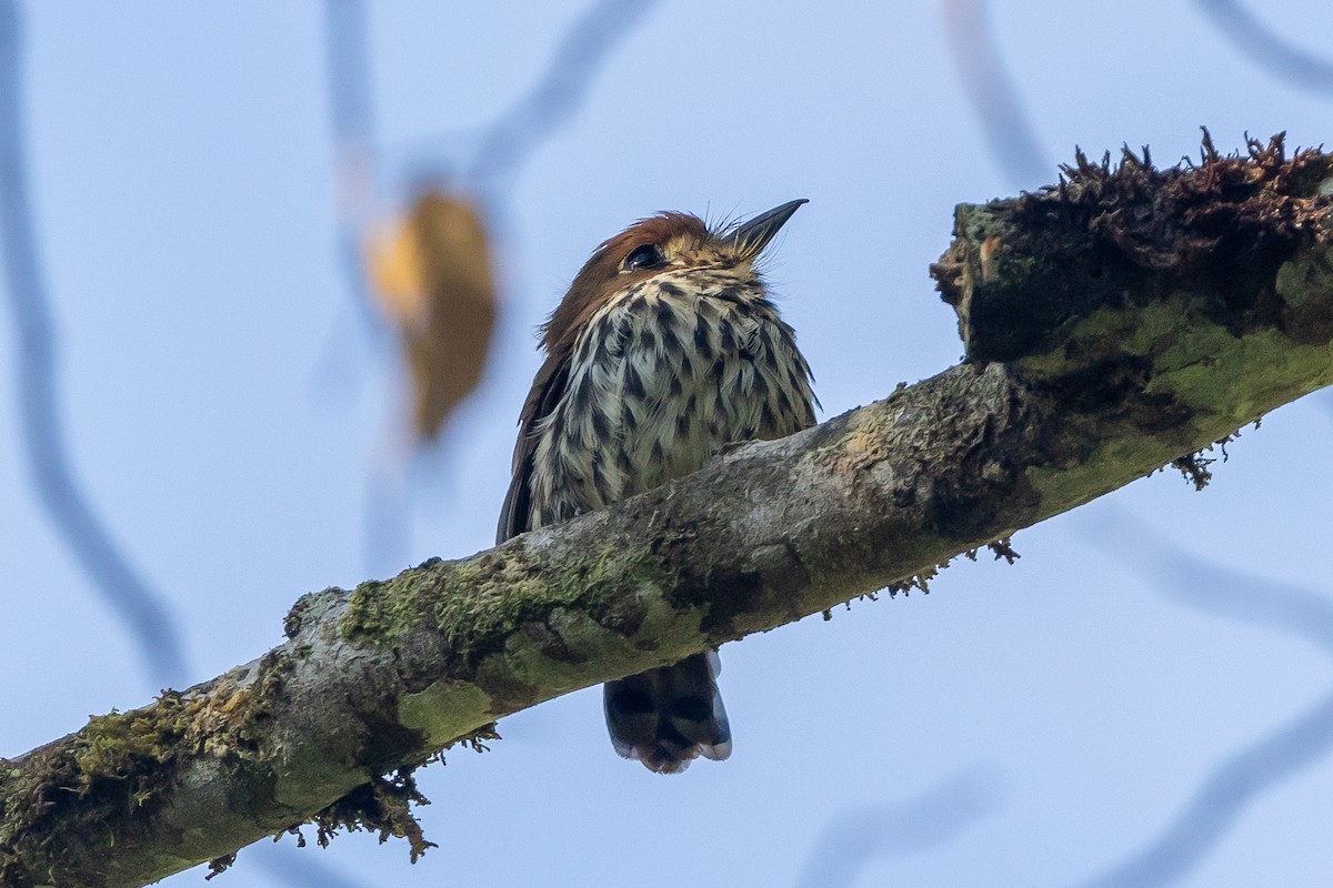 Lanceolated Monklet - ML641044926