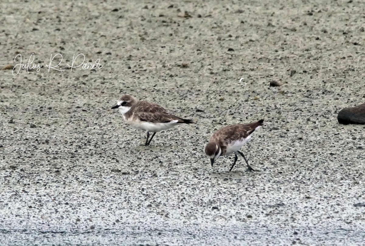Siberian Sand-Plover - ML641044939