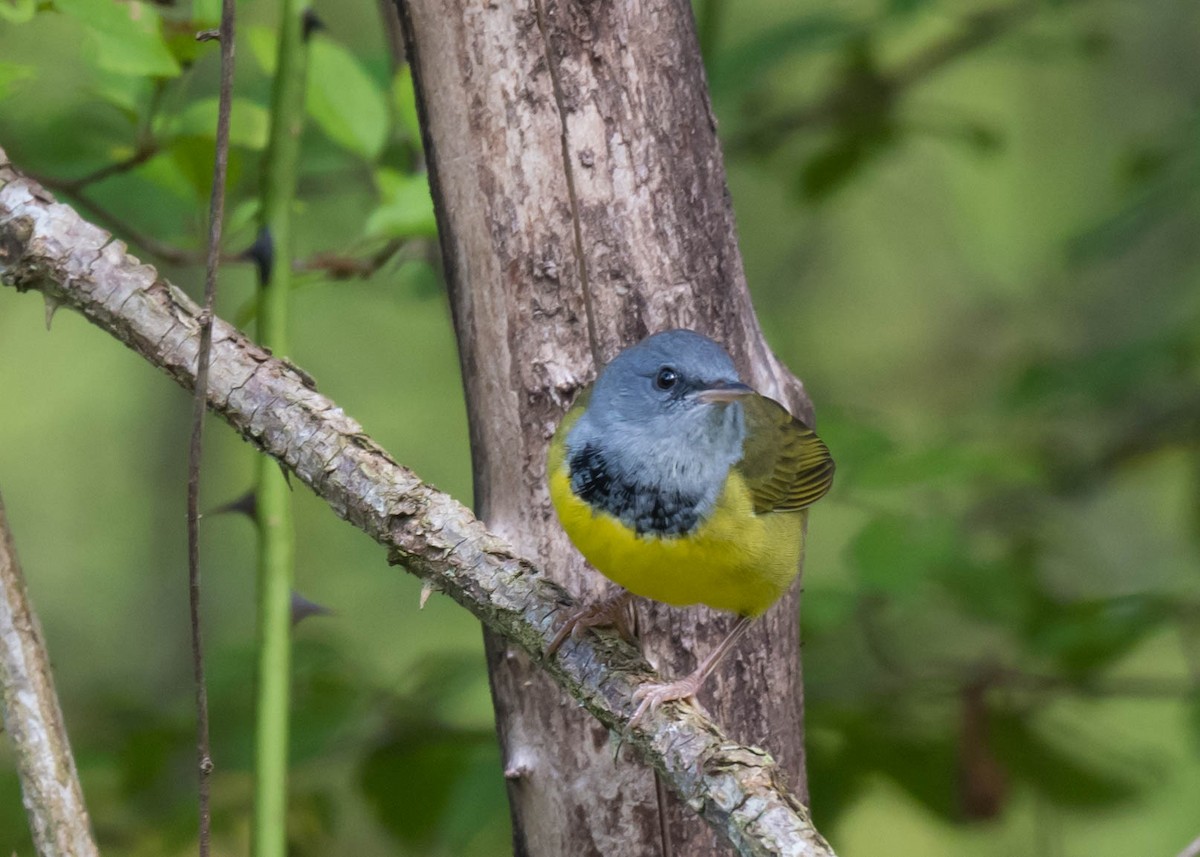 svartbrystparula - ML641044942