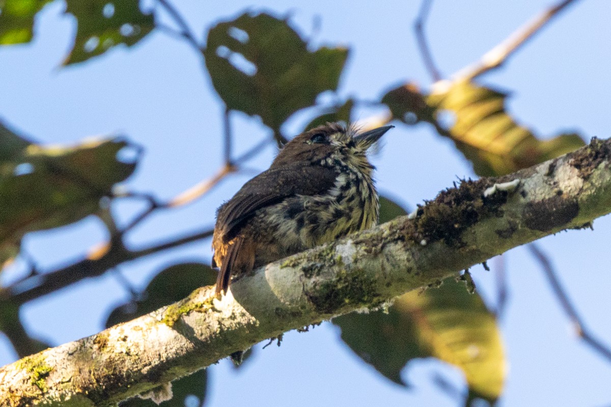 Lanceolated Monklet - ML641044948