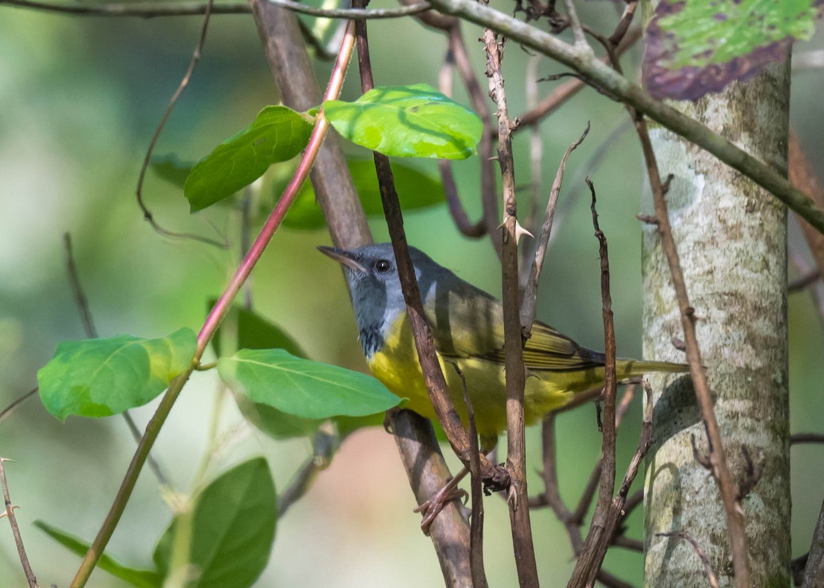 svartbrystparula - ML641044958