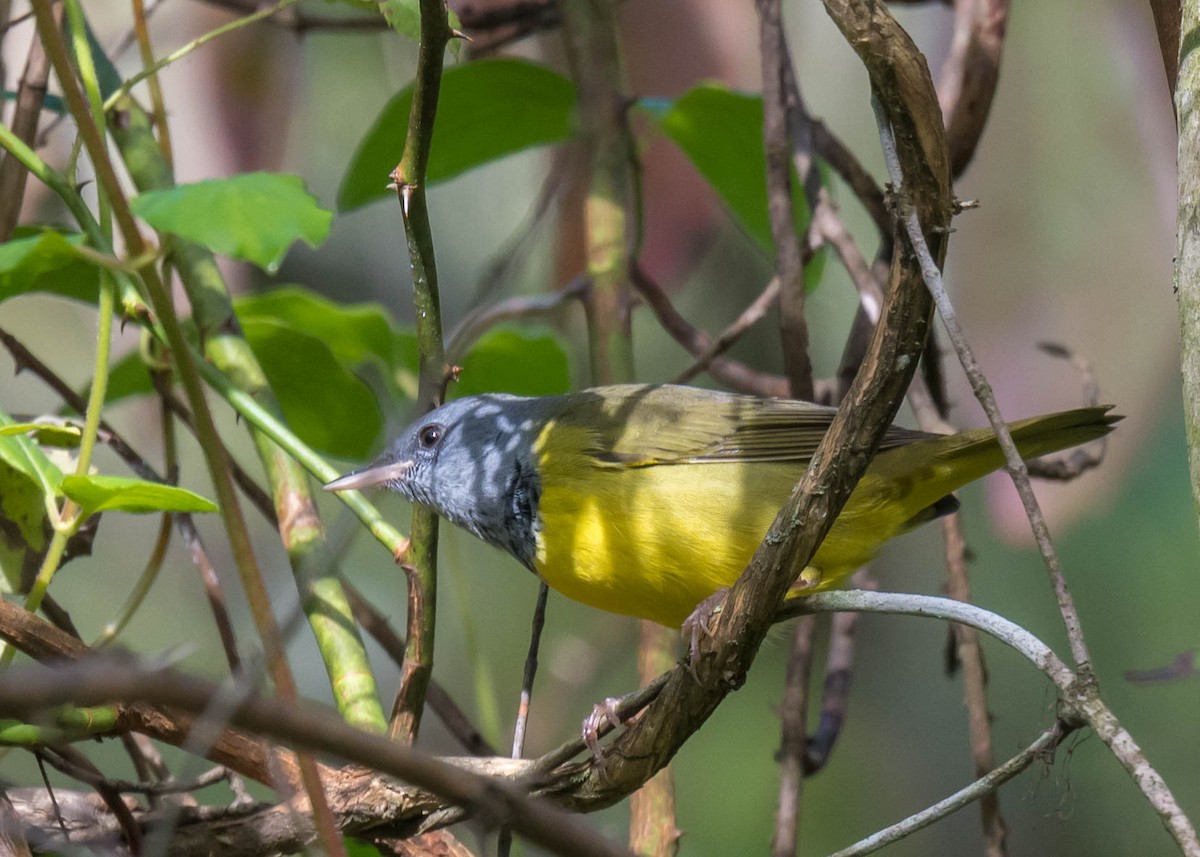 svartbrystparula - ML641044962