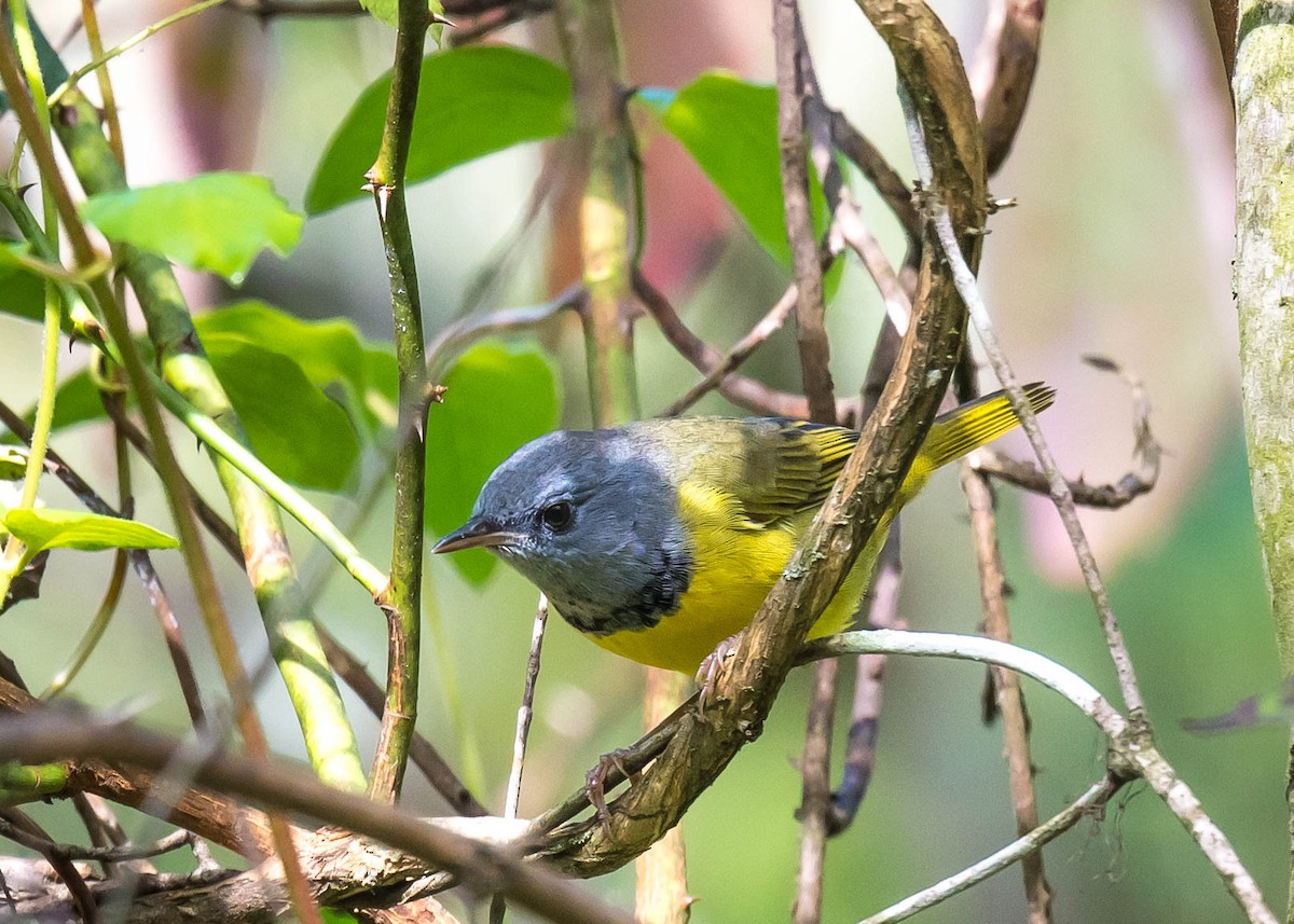 svartbrystparula - ML641044972