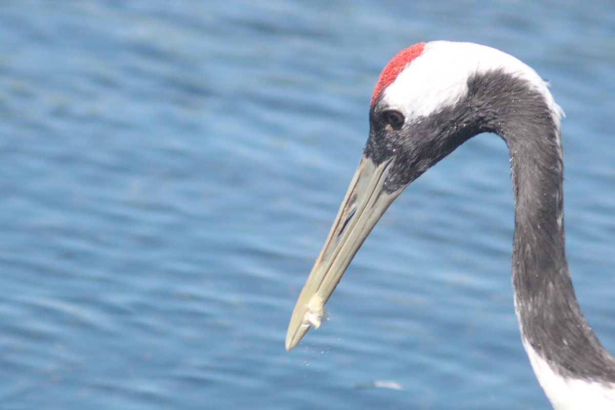 Red-crowned Crane - ML641044992