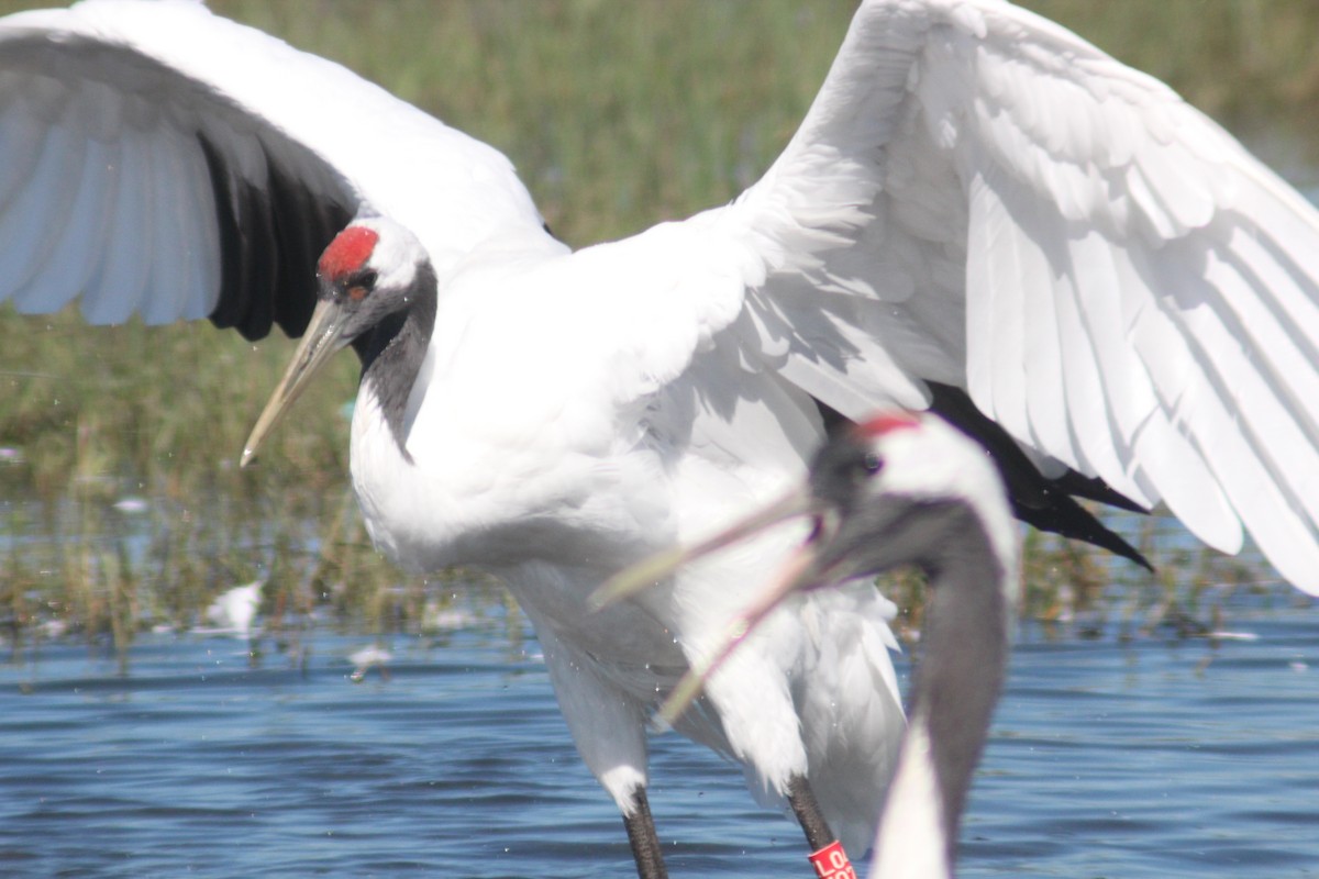 Red-crowned Crane - ML641044993
