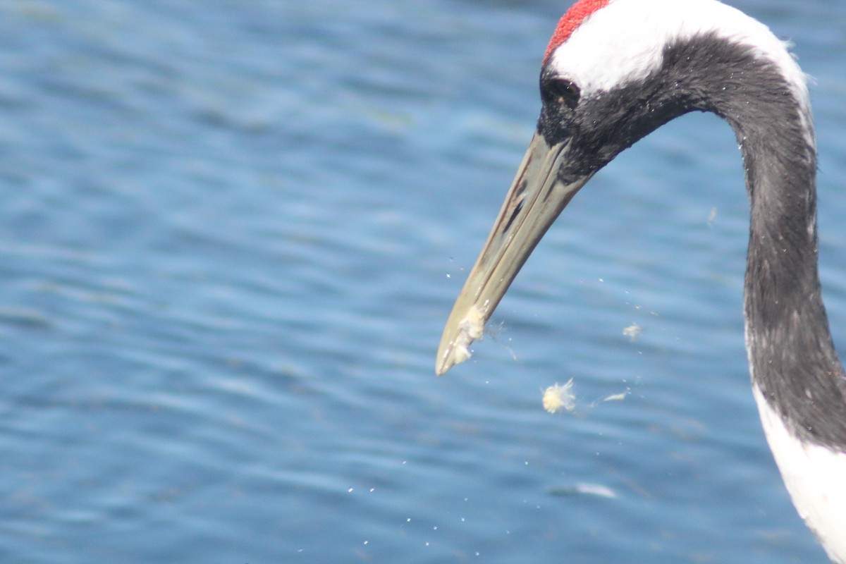 Red-crowned Crane - ML641044994