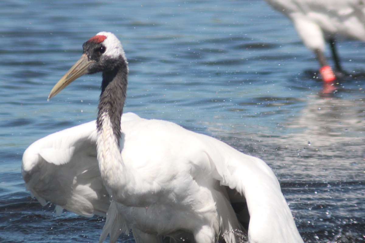 Red-crowned Crane - ML641044997