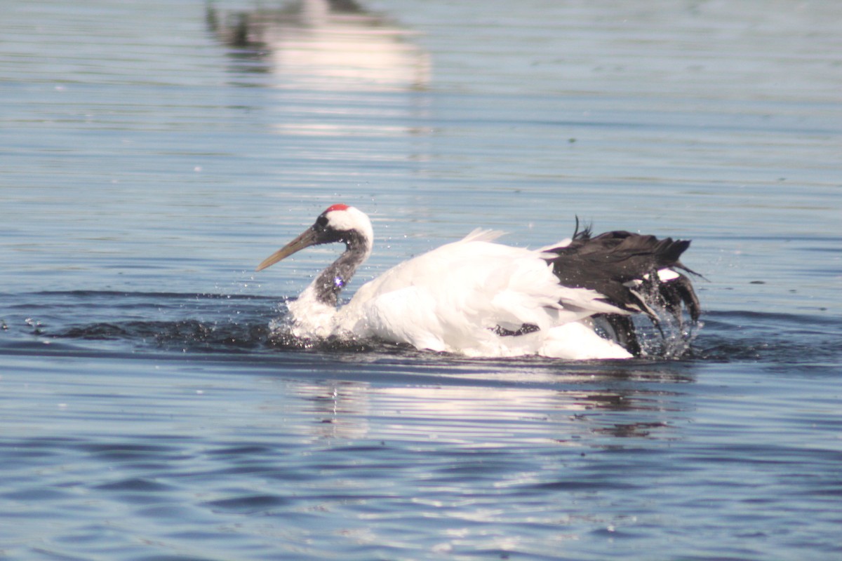 Red-crowned Crane - ML641044998