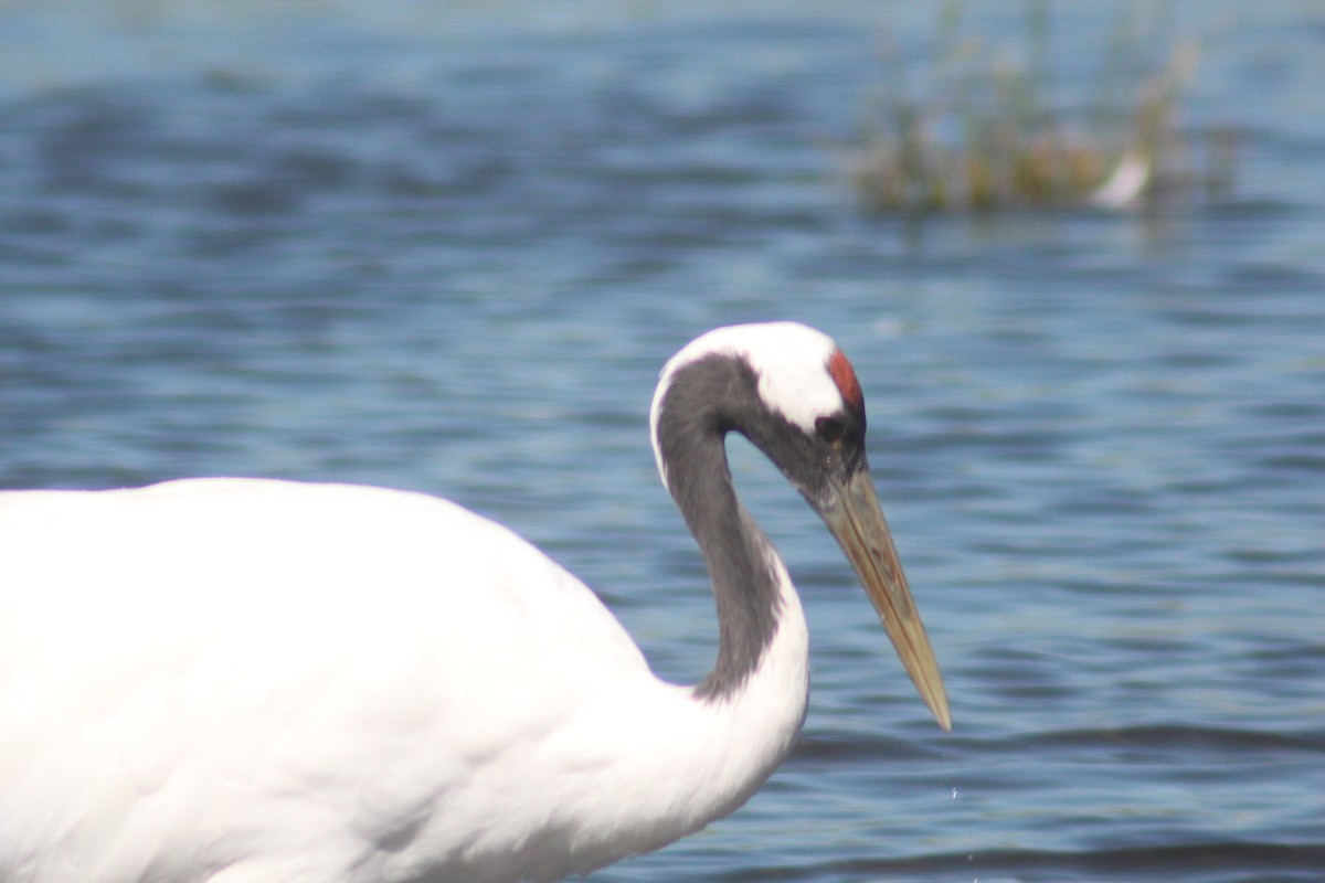 Red-crowned Crane - ML641044999