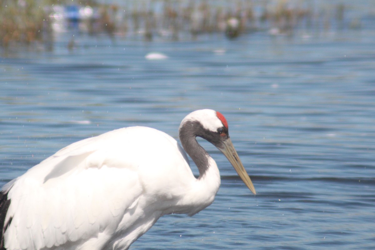 Red-crowned Crane - ML641045000