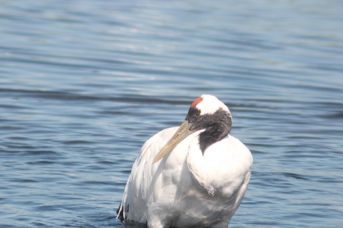 Red-crowned Crane - ML641045001