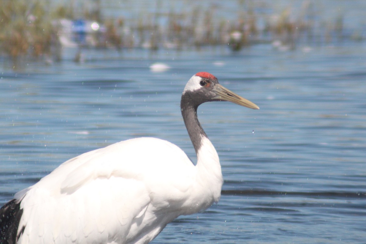 Red-crowned Crane - ML641045003