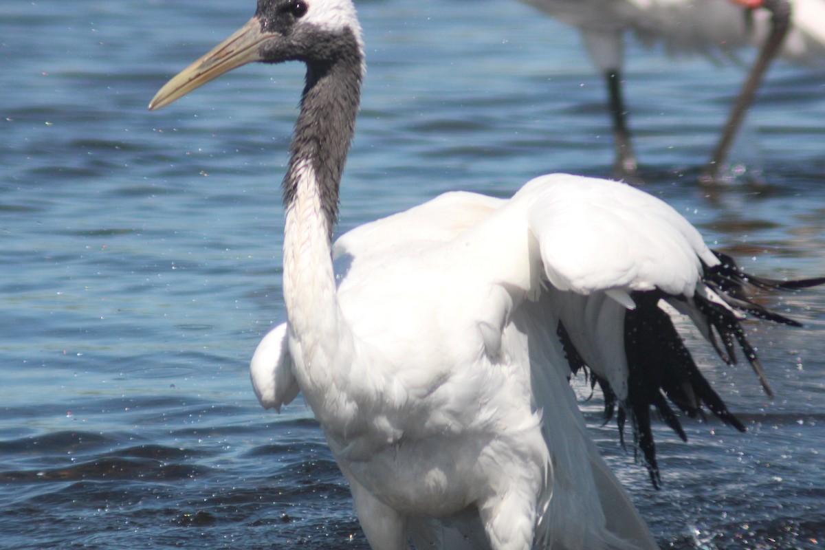 Red-crowned Crane - ML641045004